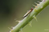 Metaalkokermot  Coleophora alcyonipennella.jpg