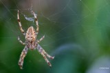 Kruisspin Araneus diadematus.jpg