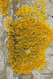 Oranje dooiermos  Xanthoria calcicola.jpg