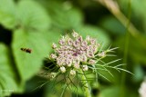 wilde peen  Daucus carota .jpg