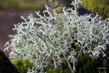 Gevorkt Heidestaartje - Cladonia furcata.jpg