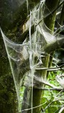 Vogelkersstippelmot   Yponomeuta evonymella  web.jpg