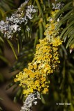 Groot dooiermos  Xanthoria parietina.jpg