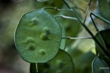 Judaspenning  Lunaria annua .jpg