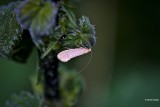 Bleke langsprietmot  Nematopogon swammerdamella.jpg