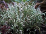 Gevorkt Heidestaartje - Cladonia furcata.jpg