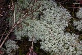 Open rendiermos  Cladonia potentosa.JPG