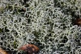 Open rendiermos  Cladonia potentosa.JPG