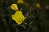 Gewone teunisbloem  Oenothera biennis.jpg