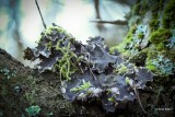 Klein leermos. Peltigera rufescens.jpg