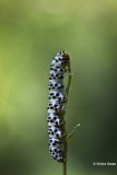Helmkruidvlinder - Shargacucullia scrophulariae  rups.jpg