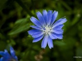 Wilde cichorei Cichorium intybus.JPG