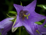 Ruig klokje  Campanula trachelium.JPG