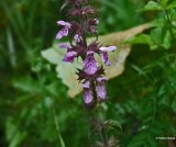 Moerasandoorn  Stachys palustris.JPG