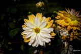 Dahlia-Coup de soleil.JPG