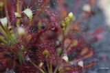 Kleine zonnedauw - Drosera intermedia.JPG