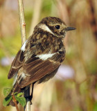 Common Stonechat (female) 