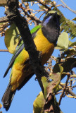 Orange-bellied leafbird 