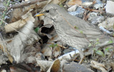 Black throated thrush (first winter)
