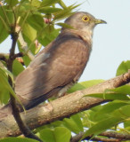 Common Hawk Cuckoo 