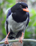 Red-billed blue magpie 