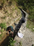 Hunt for tadpoles