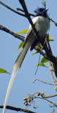 Asian Paradise Flycatcher