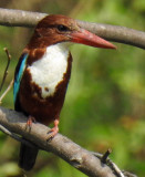 White-throated kingfisher