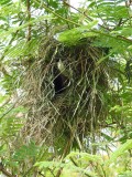 Nest