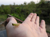 Grasshopper, Dehradun, India