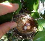 Himalayan Bulbul nest and eggs, India