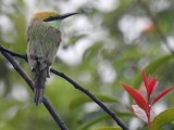 Green bee eater 