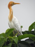 Cattle Egret July 2017