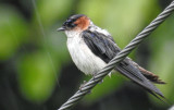 Red-rumped swallow 