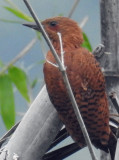 Rufous Woodpecker July 2017