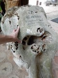 Elephant skull, Sri Lanka