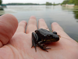 Frog, Wisconsin