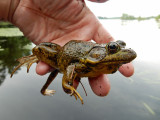 Bullfrog, Wisconsin