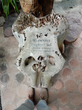 Elephant skull, Sri Lanka (2017)