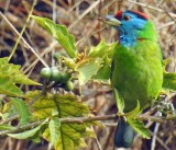 Blue-throated barbet