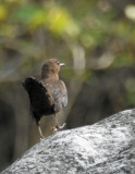 Male brown dipper