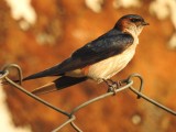 Red-rumped barn swallow