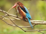 White-throated kingfisher