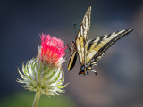 Venus Thistle with Western Tiger Swallowtail