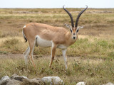 Grants Gazelle