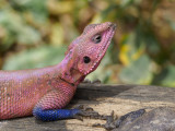 Agama lizard