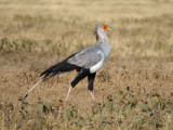 Secretary Bird