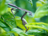 Mantis in the Basil