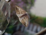 Clouded Silver