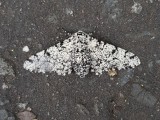 Peppered Moth